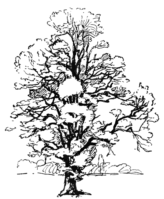 Dessin à colorier: Arbre (Nature) #154743 - Coloriages à Imprimer Gratuits