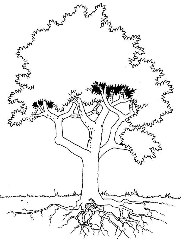 Dessin à colorier: Arbre (Nature) #154887 - Coloriages à Imprimer Gratuits