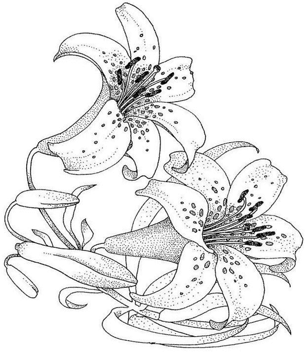 Dessin à colorier: Fleurs (Nature) #155026 - Coloriages à Imprimer Gratuits