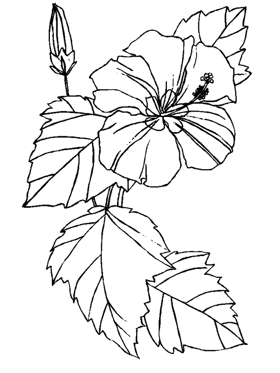 Dessin à colorier: Fleurs (Nature) #155056 - Coloriages à Imprimer Gratuits