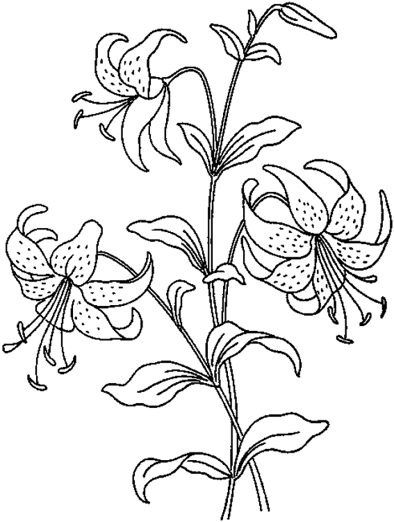 Dessin à colorier: Fleurs (Nature) #155057 - Coloriages à Imprimer Gratuits