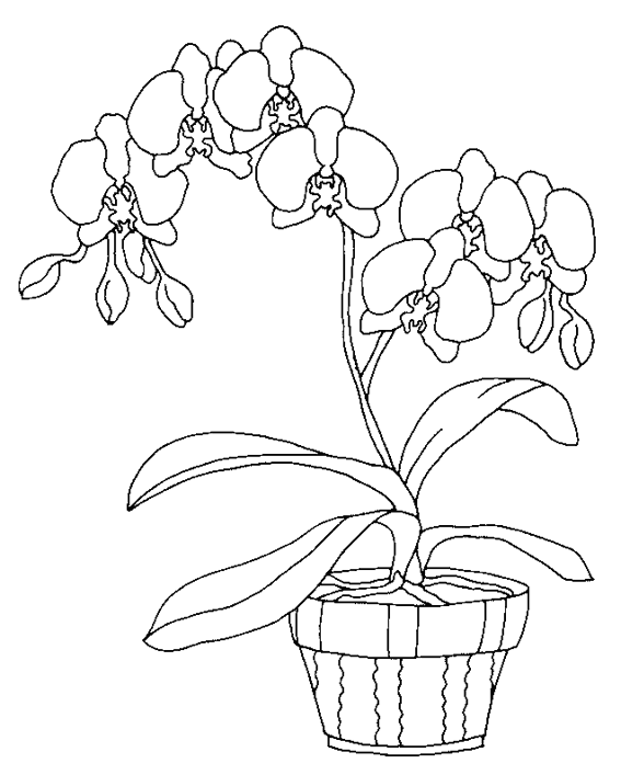 Dessin à colorier: Fleurs (Nature) #155091 - Coloriages à Imprimer Gratuits