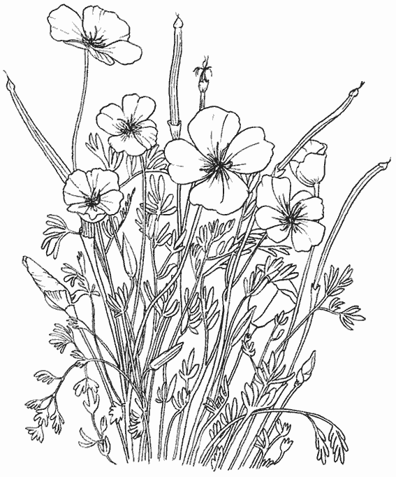 Dessin à colorier: Fleurs (Nature) #155094 - Coloriages à Imprimer Gratuits