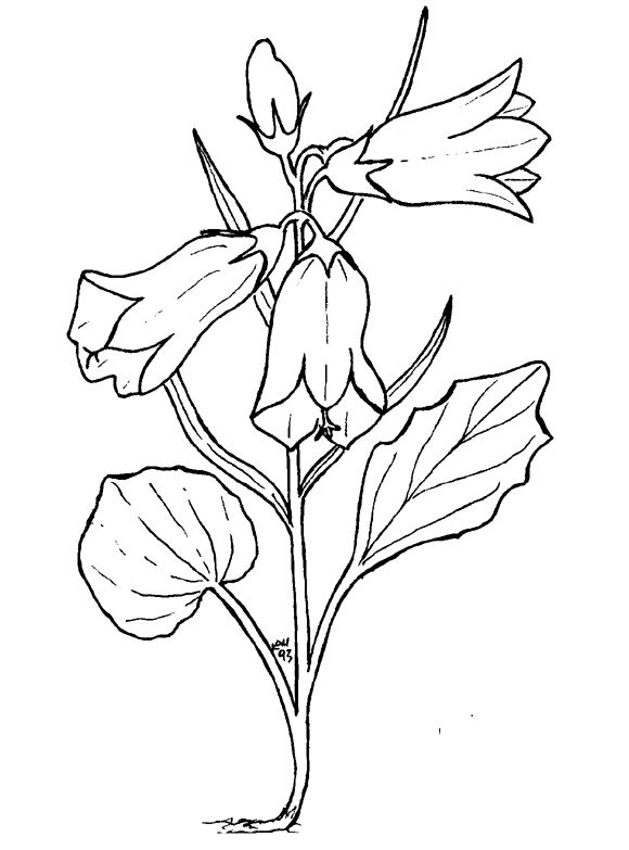 Dessin à colorier: Fleurs (Nature) #155095 - Coloriages à Imprimer Gratuits