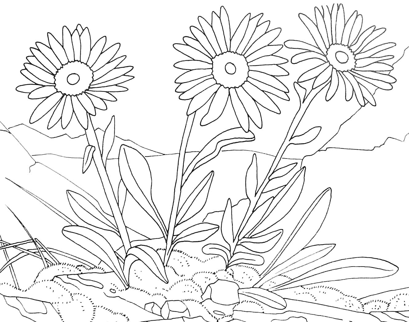 Dessin à colorier: Fleurs (Nature) #155116 - Coloriages à Imprimer Gratuits
