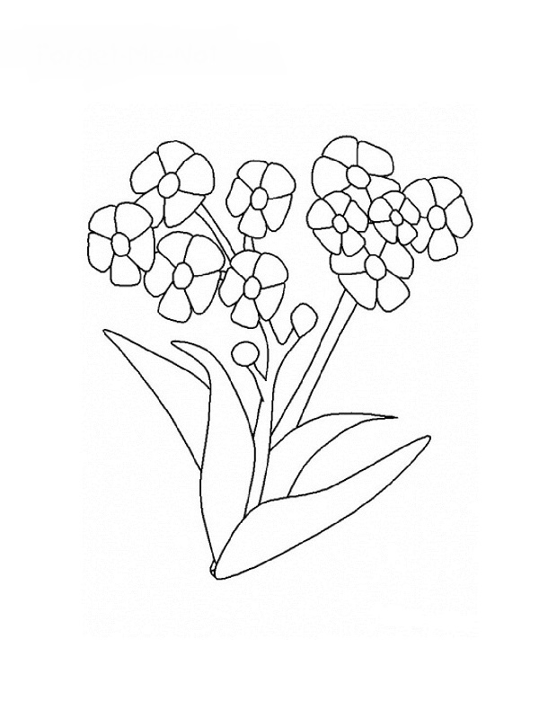 Dessin à colorier: Fleurs (Nature) #155128 - Coloriages à Imprimer Gratuits