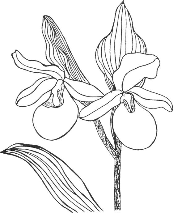 Dessin à colorier: Fleurs (Nature) #155130 - Coloriages à Imprimer Gratuits