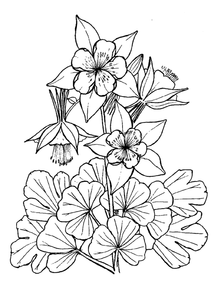 Dessin à colorier: Fleurs (Nature) #155144 - Coloriages à Imprimer Gratuits