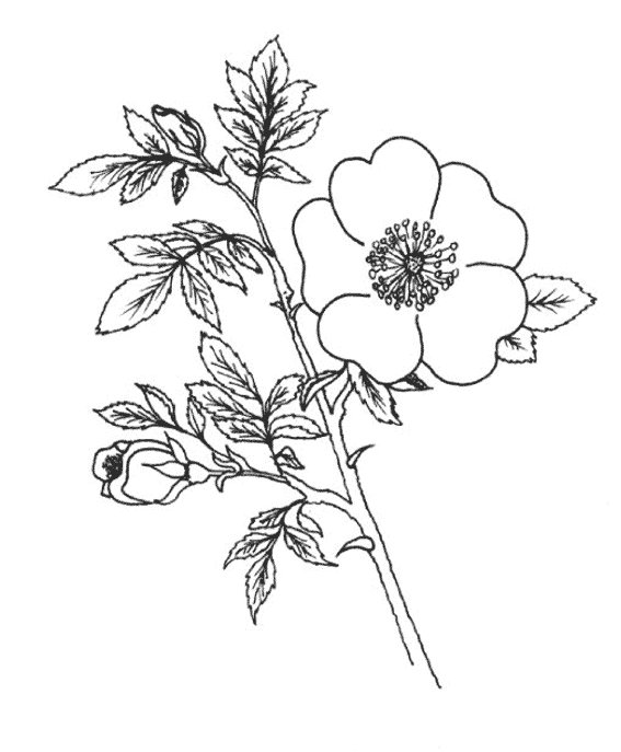 Dessin à colorier: Fleurs (Nature) #155149 - Coloriages à Imprimer Gratuits