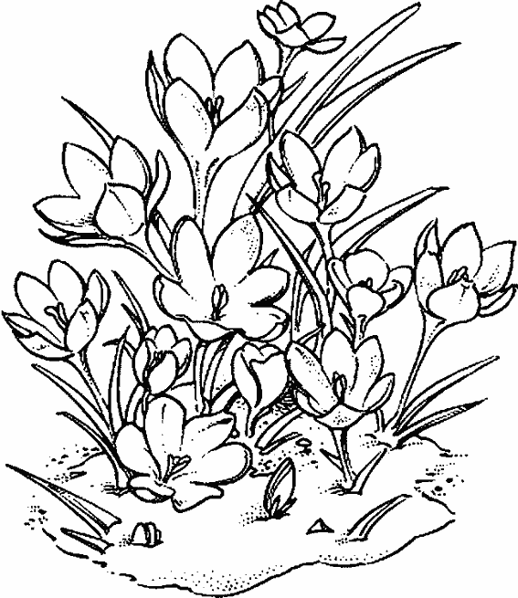 Dessin à colorier: Fleurs (Nature) #155170 - Coloriages à Imprimer Gratuits