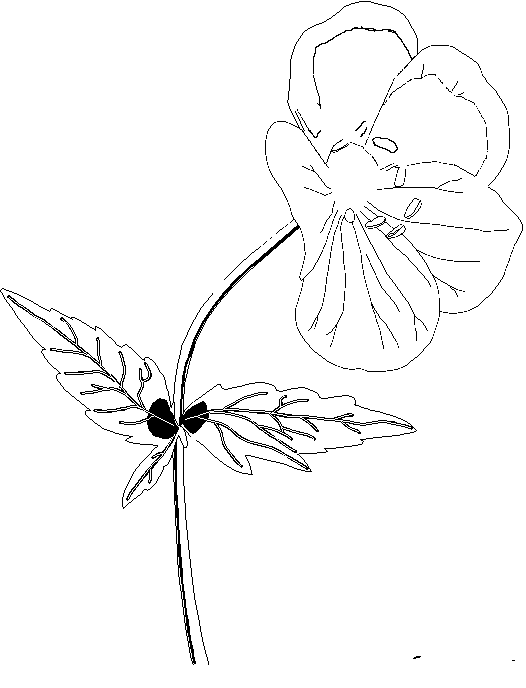 Dessin à colorier: Fleurs (Nature) #155182 - Coloriages à Imprimer Gratuits