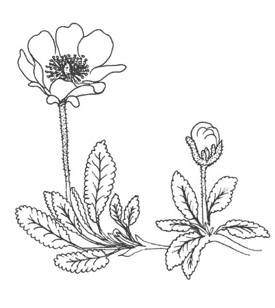 Dessin à colorier: Fleurs (Nature) #155197 - Coloriages à Imprimer Gratuits