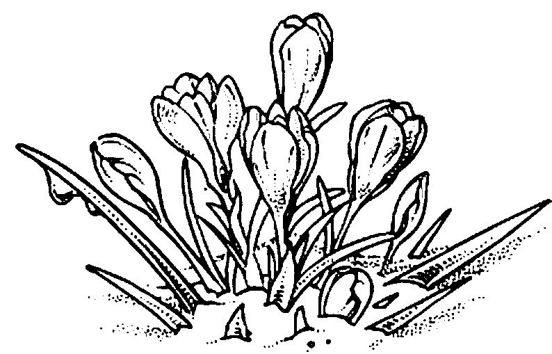 Dessin à colorier: Fleurs (Nature) #155215 - Coloriages à Imprimer Gratuits