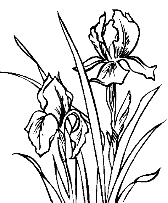 Dessin à colorier: Fleurs (Nature) #155225 - Coloriages à Imprimer Gratuits