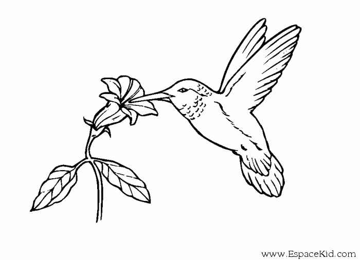 Dessin à colorier: Fleurs (Nature) #155258 - Coloriages à Imprimer Gratuits