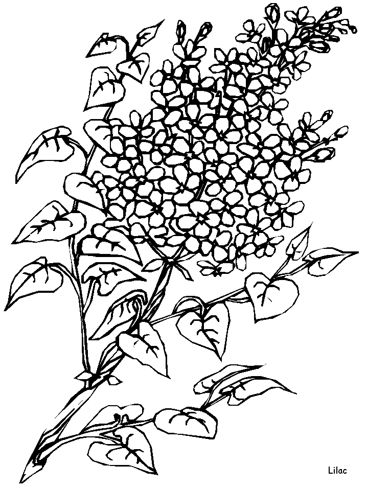 Dessin à colorier: Fleurs (Nature) #155263 - Coloriages à Imprimer Gratuits