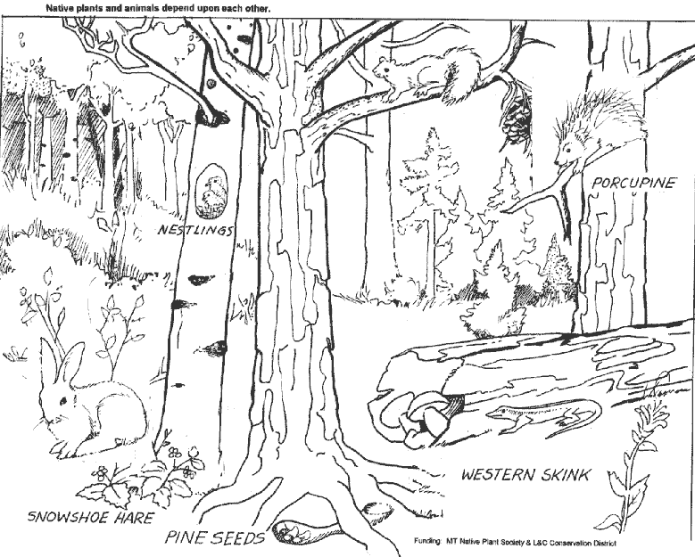Dessin à colorier: Forêt (Nature) #157021 - Coloriages à Imprimer Gratuits