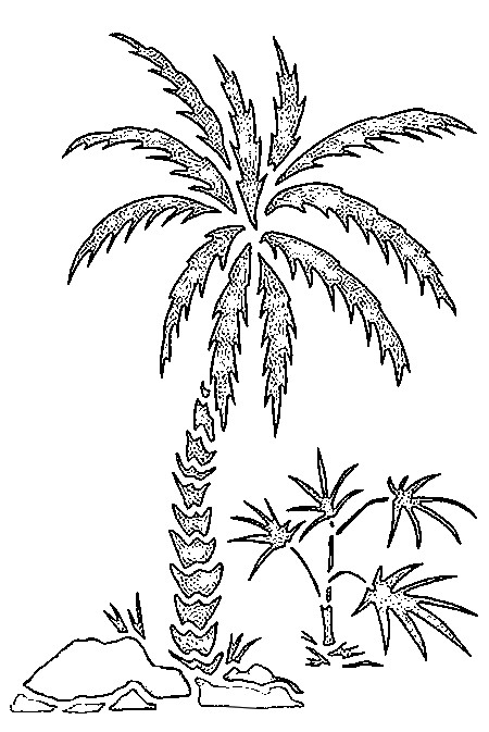 Dessin à colorier: Palmier (Nature) #161123 - Coloriages à Imprimer Gratuits