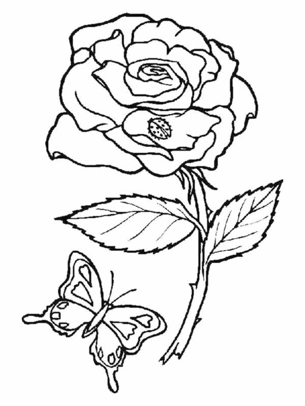 Dessin à colorier: Roses (Nature) #161885 - Coloriages à Imprimer Gratuits