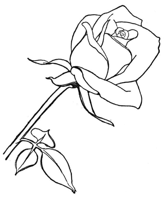 Dessin à colorier: Roses (Nature) #161906 - Coloriages à Imprimer Gratuits