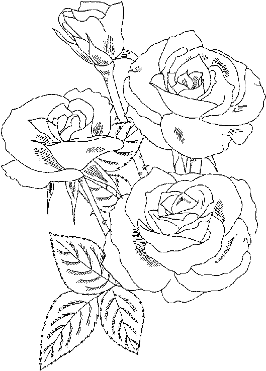 Dessin à colorier: Roses (Nature) #161910 - Coloriages à Imprimer Gratuits