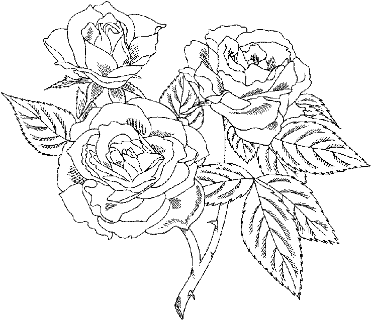 Dessin à colorier: Roses (Nature) #161913 - Coloriages à Imprimer Gratuits