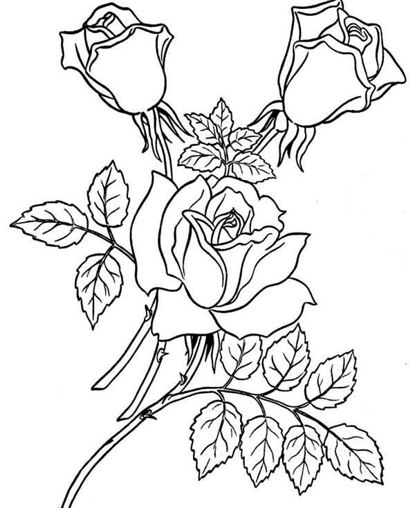 Dessin à colorier: Roses (Nature) #161918 - Coloriages à Imprimer Gratuits