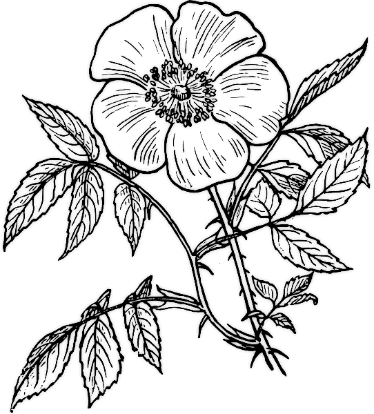 Dessin à colorier: Roses (Nature) #161921 - Coloriages à Imprimer Gratuits