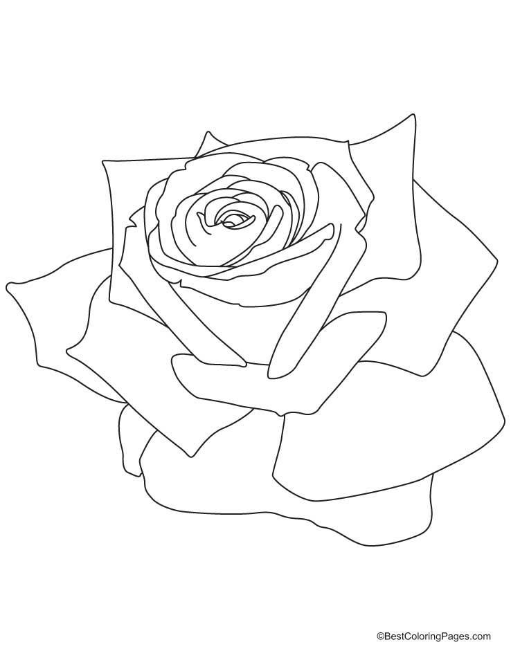Dessin à colorier: Roses (Nature) #161938 - Coloriages à Imprimer Gratuits
