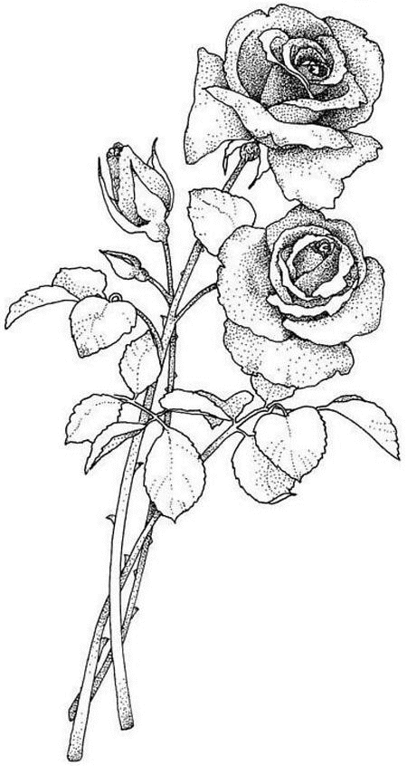 Dessin à colorier: Roses (Nature) #161948 - Coloriages à Imprimer Gratuits