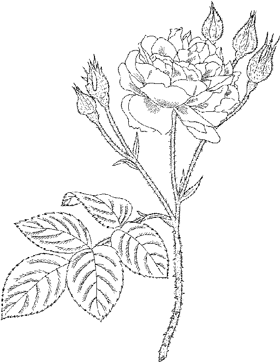 Dessin à colorier: Roses (Nature) #161953 - Coloriages à Imprimer Gratuits