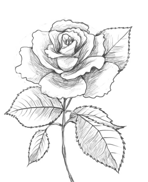 Dessin à colorier: Roses (Nature) #161955 - Coloriages à Imprimer Gratuits