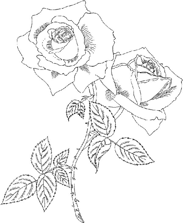 Dessin à colorier: Roses (Nature) #161977 - Coloriages à Imprimer Gratuits