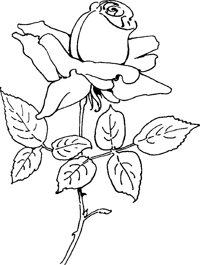 Dessin à colorier: Roses (Nature) #161981 - Coloriages à Imprimer Gratuits