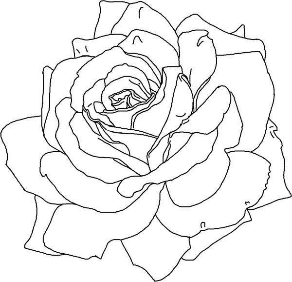 Dessin à colorier: Roses (Nature) #161983 - Coloriages à Imprimer Gratuits