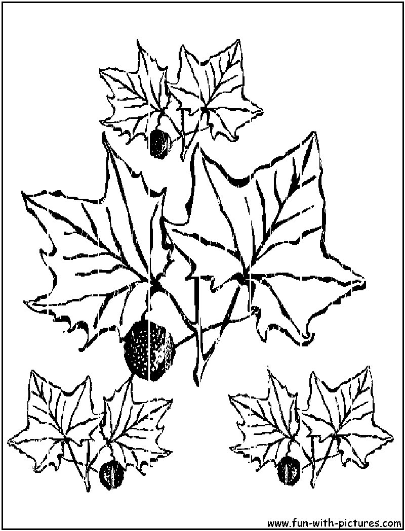 Dessin à colorier: Saison Automne (Nature) #164271 - Coloriages à Imprimer Gratuits