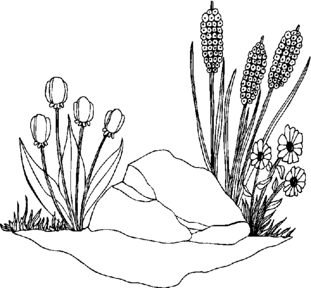 Dessin à colorier: Saison Printemps (Nature) #165054 - Coloriages à Imprimer Gratuits