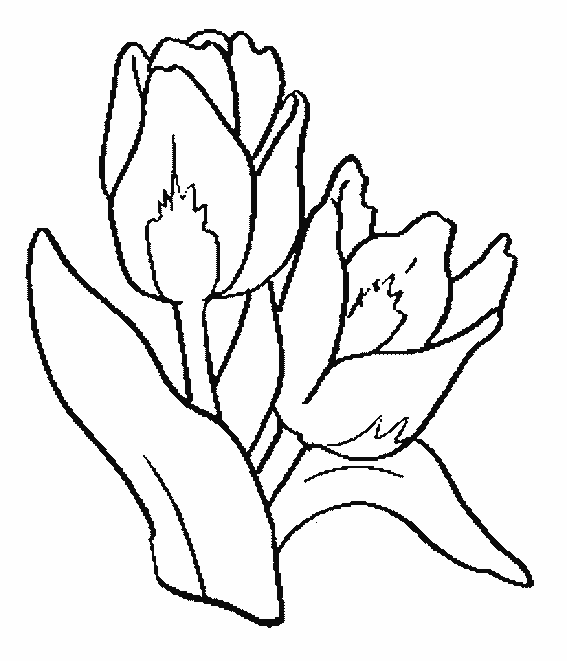 Dessin à colorier: Tulipe (Nature) #161648 - Coloriages à Imprimer Gratuits