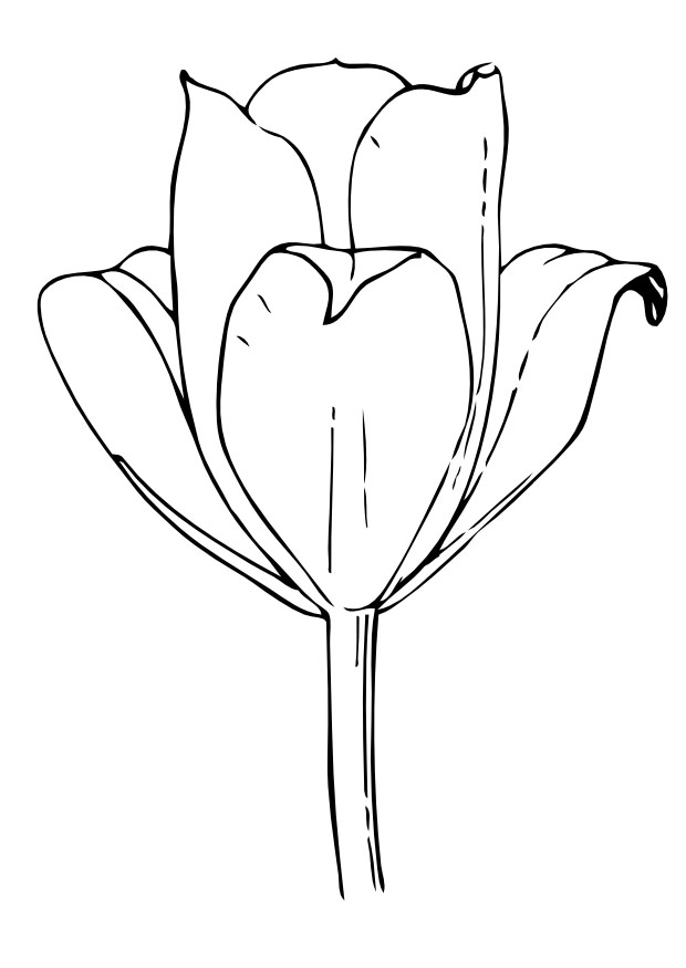 Dessin à colorier: Tulipe (Nature) #161657 - Coloriages à Imprimer Gratuits