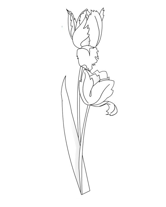 Dessin à colorier: Tulipe (Nature) #161680 - Coloriages à Imprimer Gratuits