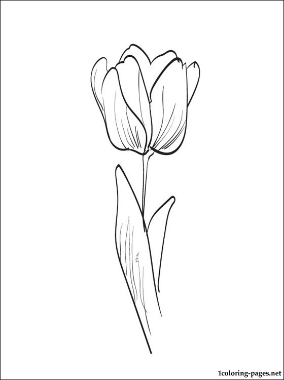 Dessin à colorier: Tulipe (Nature) #161688 - Coloriages à Imprimer Gratuits