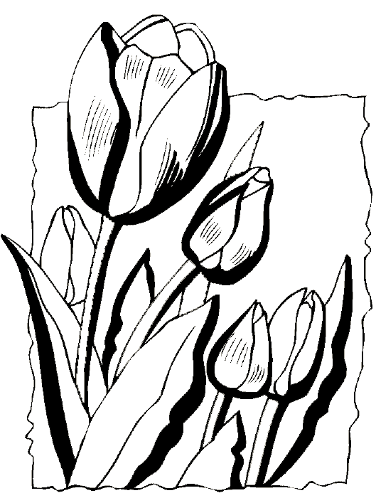 Dessin à colorier: Tulipe (Nature) #161730 - Coloriages à Imprimer Gratuits