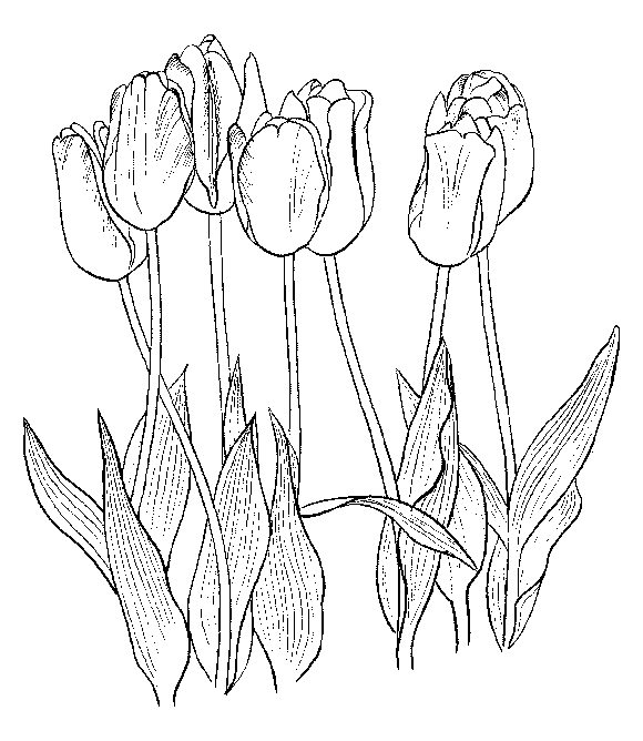 Dessin à colorier: Tulipe (Nature) #161776 - Coloriages à Imprimer Gratuits