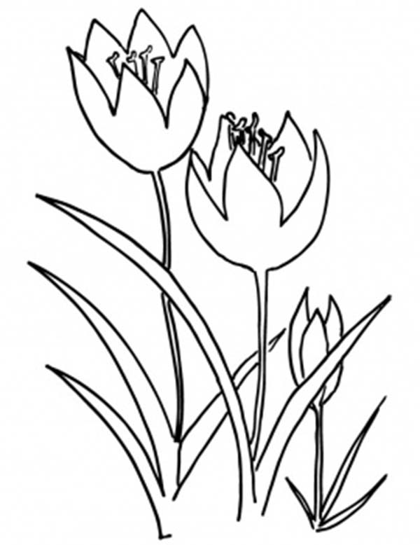 Dessin à colorier: Tulipe (Nature) #161785 - Coloriages à Imprimer Gratuits