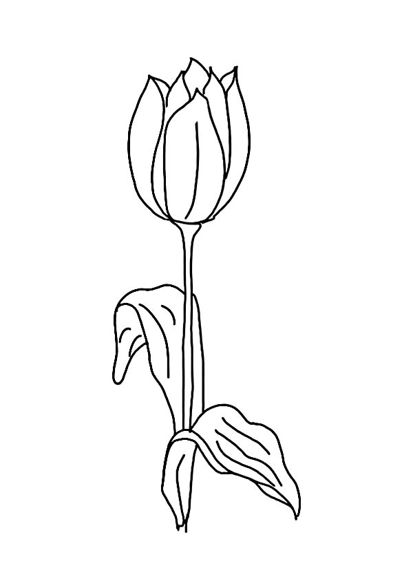 Dessin à colorier: Tulipe (Nature) #161801 - Coloriages à Imprimer Gratuits