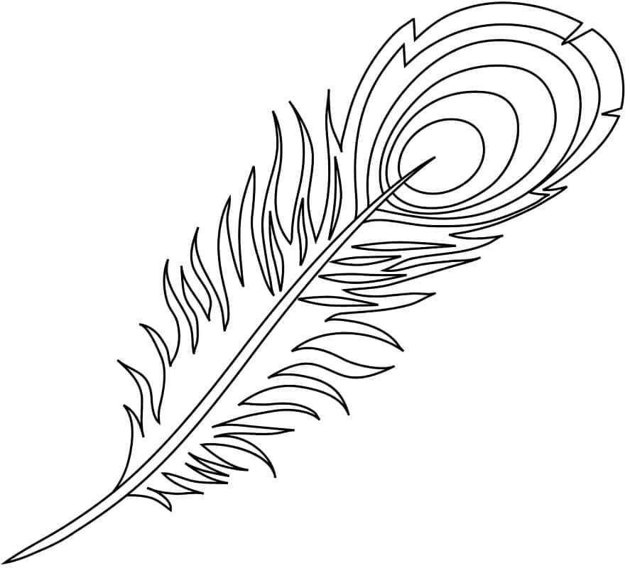 Illustration au trait Plume #212626 de la collection Objets à colorier gratuitement