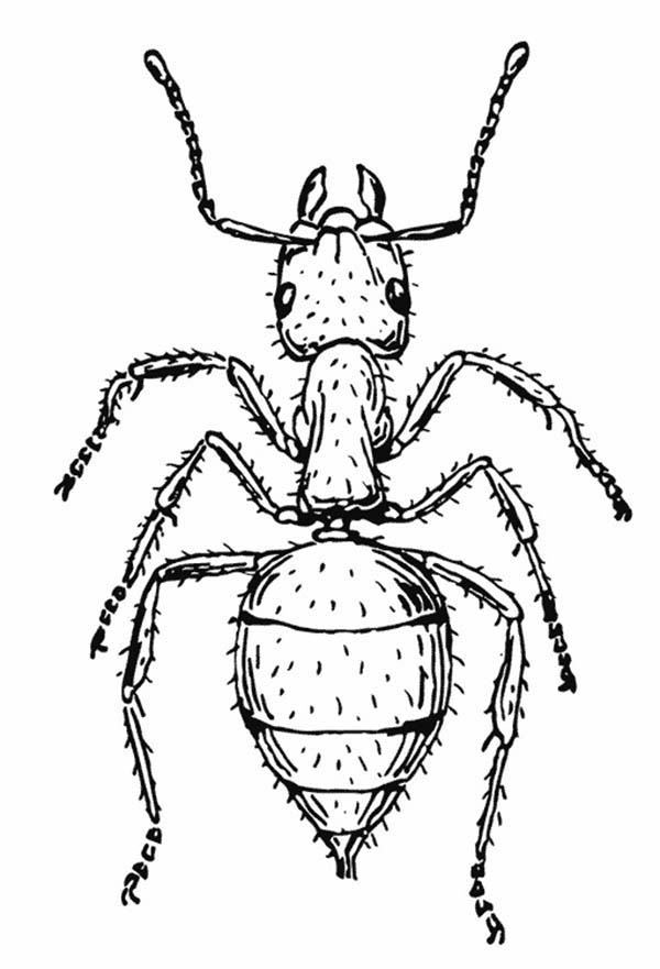 Free printable Ant coloring page #7013 from Animals collection