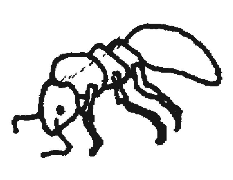 Free printable Ant coloring page #7038 from Animals collection