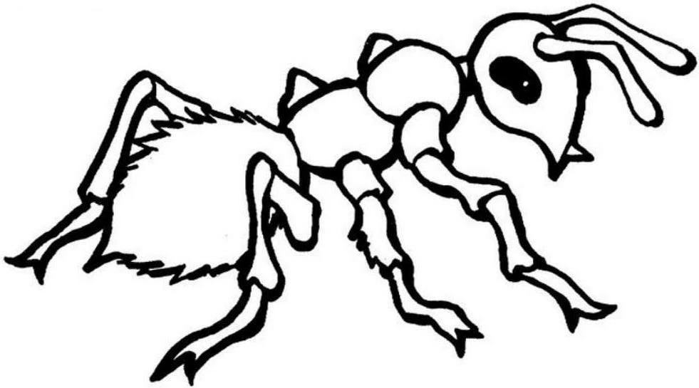 Free printable Ant coloring page #7085 from Animals collection