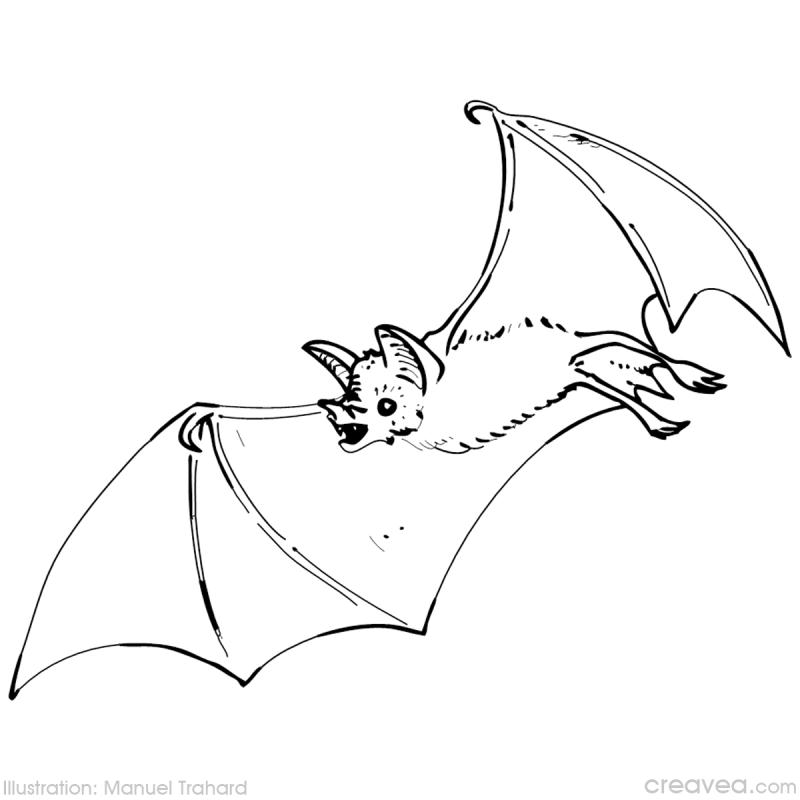 Free printable Bat coloring page #2004 from Animals collection